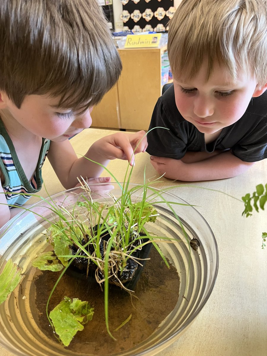 Mrs. Goodram tweet media