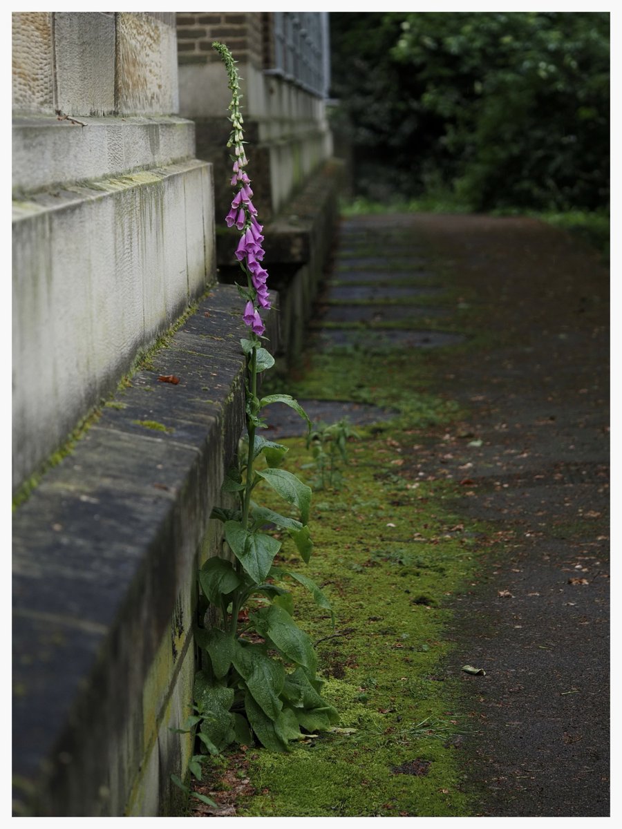 A curve of Foxglove outside @theUL.