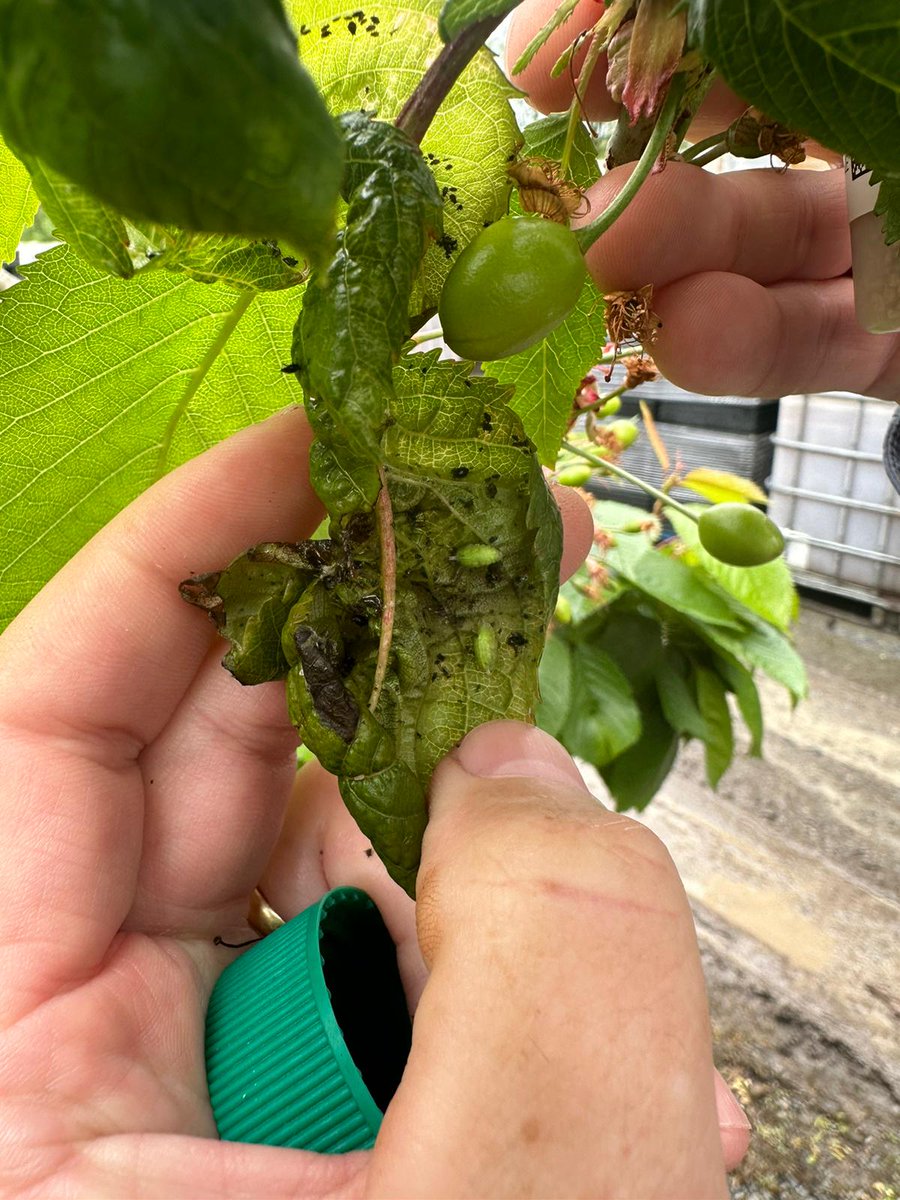 These are some aphid (black fly) infested leaves in our cherry crop. Two weeks ago we introduced a predator known as aphid midge, whose slug-like green larvae (in picture) paralyze the aphids and feed on them by sucking out their body contents. Biocontrol in action.