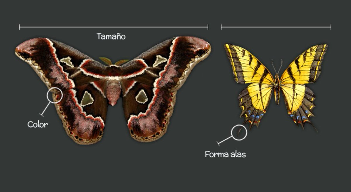 🔍🦋 ¿Sabes qué características que debemos observar para identificar una mariposa? 🦋🔎 Encuentra la Guía de Campo de Mariposas más comunes en la Ciudad de México aquí: bioteca.biodiversidad.gob.mx/guias.html