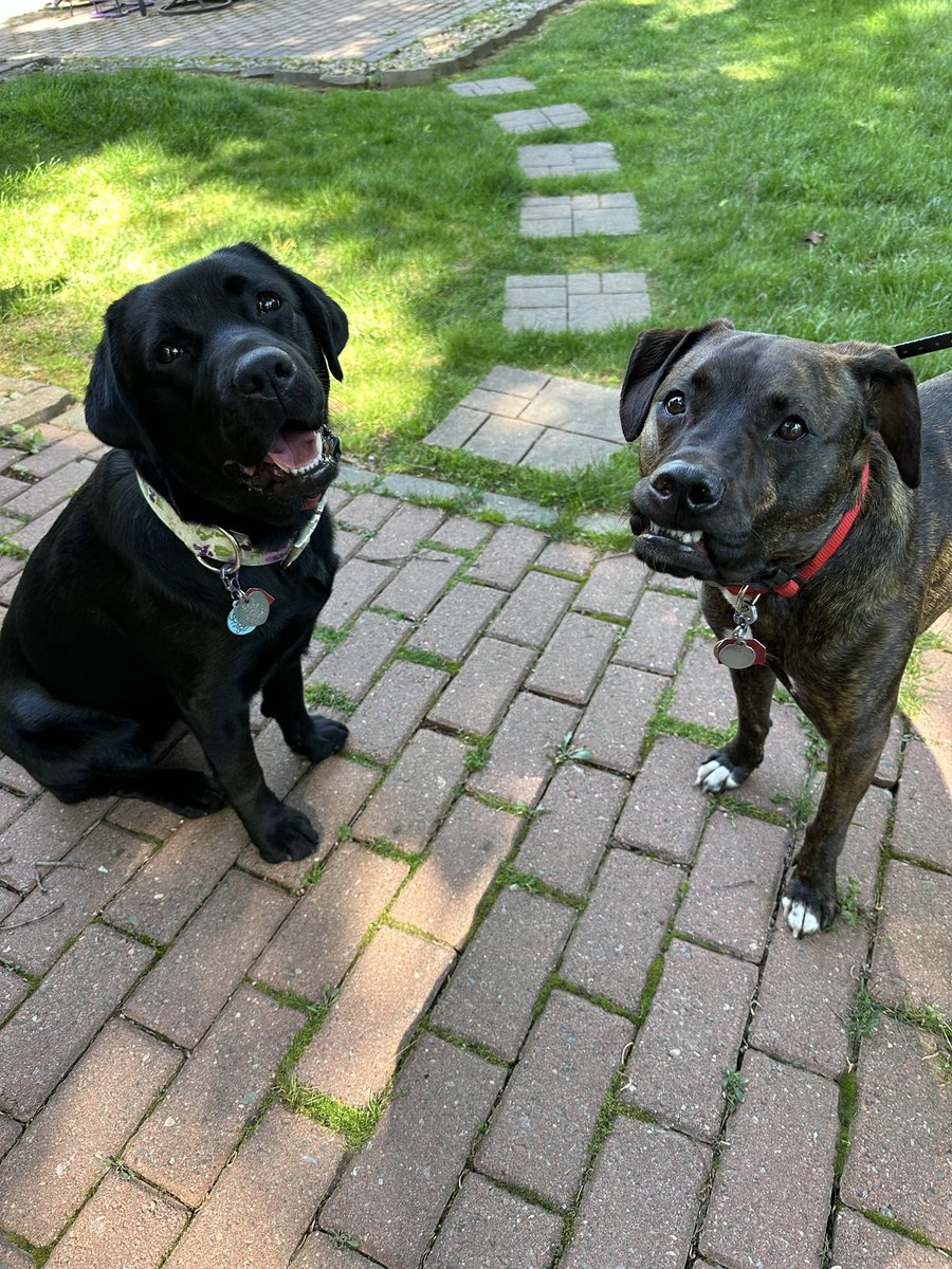 Happy #TongueOutTuesday and #TeefTuesday ! 😛😬 🩷🩵#rileyandwillow #dogsoftwitter #dogsofx #dogsarefamily