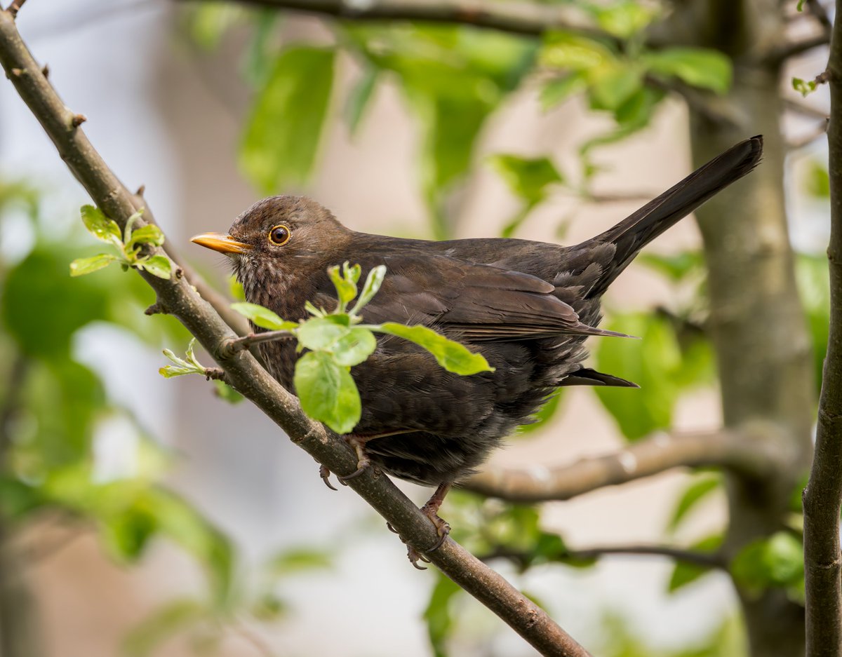 Quiet one from me this week for #WildCardiffHour ~ All work & no play but managed to catch Mrs Blackbird out in the garden during the week.