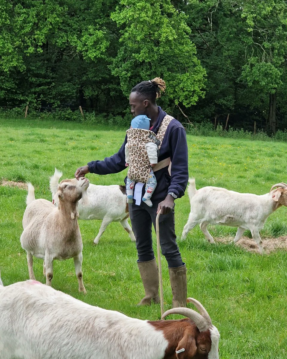 First day of work for The Kenyan Pig Farmerlet. A day I'll always cherish. He was fascinated by the goats & laughed at the ginger ninjas squealing. ❤️ #farming