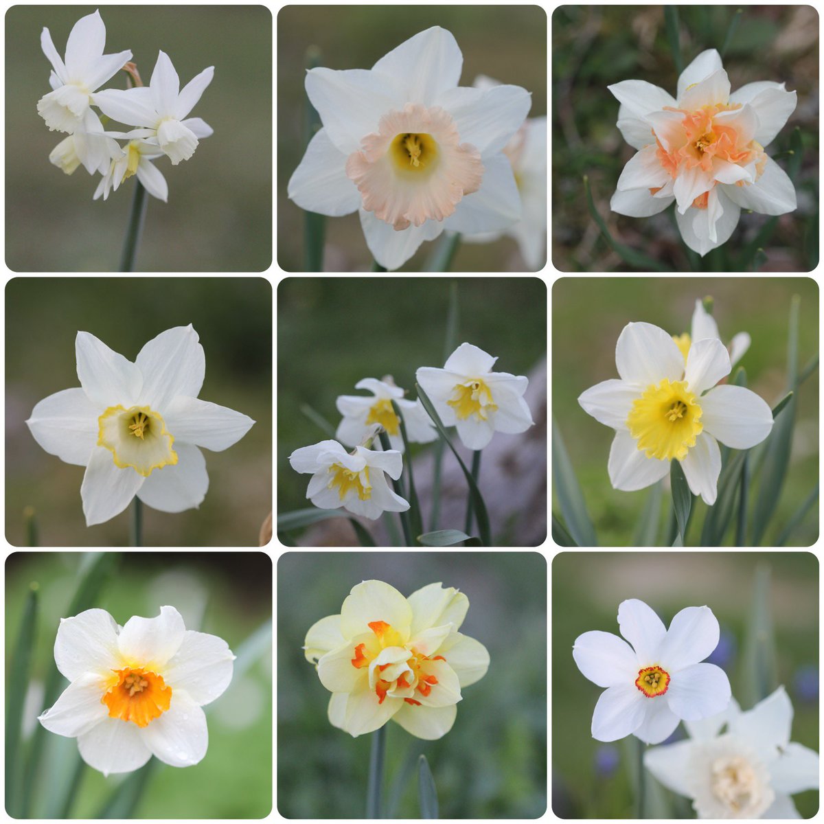 Some more Daffodils. I have a soft spot for them.

#daffodils #narcissus #GardenersWorld #GardeningX