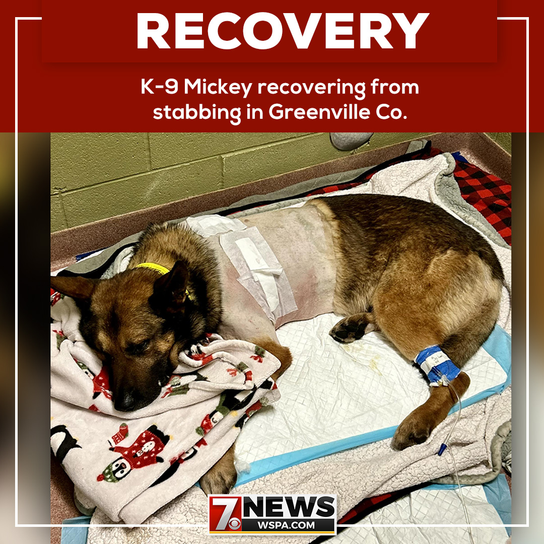 K-9 Mickey is a 'good boy' who is recovering well after being stabbed Monday afternoon during a call in Greenville County. trib.al/SPmVazW