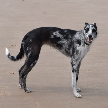 🆘14 MAY 2024 #Lost STAR #ScanMe OLDER Black & White Lurcher Female #ShottonColliery #CountyDurham #DH6 doglost.co.uk/dog-blog.php?d…