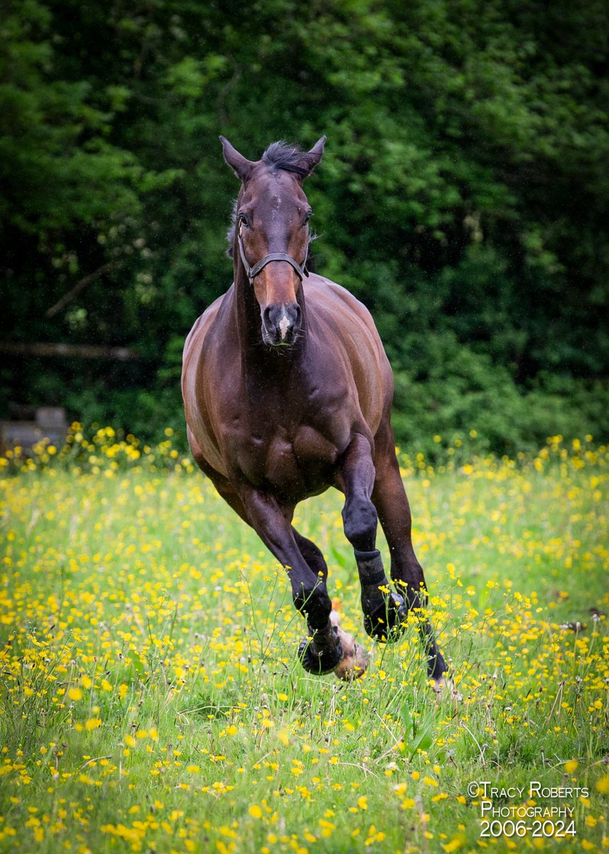 TurfPix's tweet image. FRODON living the life on Dartmoor Devon. Thanks to @FrostRacingClub for everything today. @PFNicholls @RacingPost @itvracing @horseandhound @DevonLife 
#frodonfanclub
