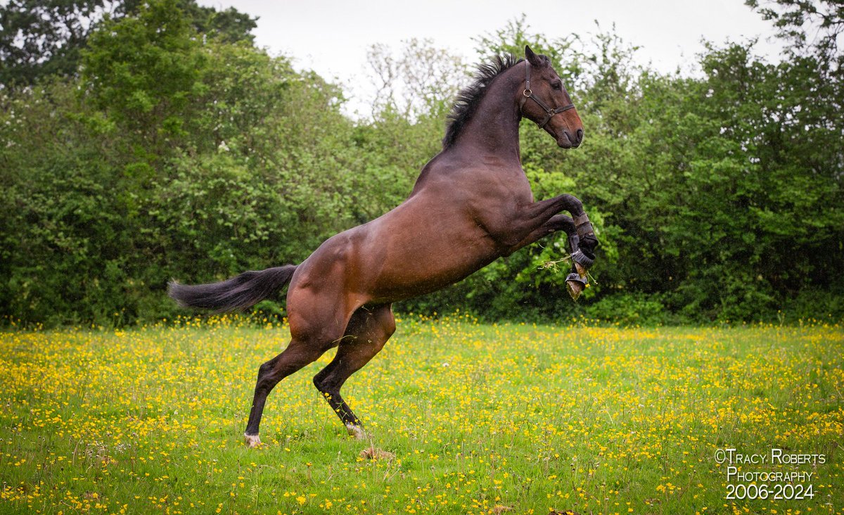 TurfPix's tweet image. FRODON living the life on Dartmoor Devon. Thanks to @FrostRacingClub for everything today. @PFNicholls @RacingPost @itvracing @horseandhound @DevonLife 
#frodonfanclub