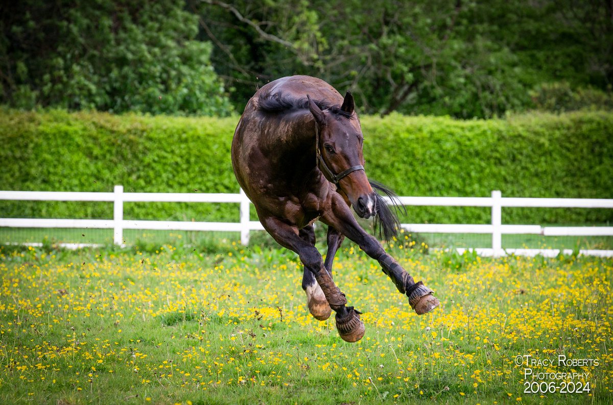 TurfPix's tweet image. FRODON living the life on Dartmoor Devon. Thanks to @FrostRacingClub for everything today. @PFNicholls @RacingPost @itvracing @horseandhound @DevonLife 
#frodonfanclub
