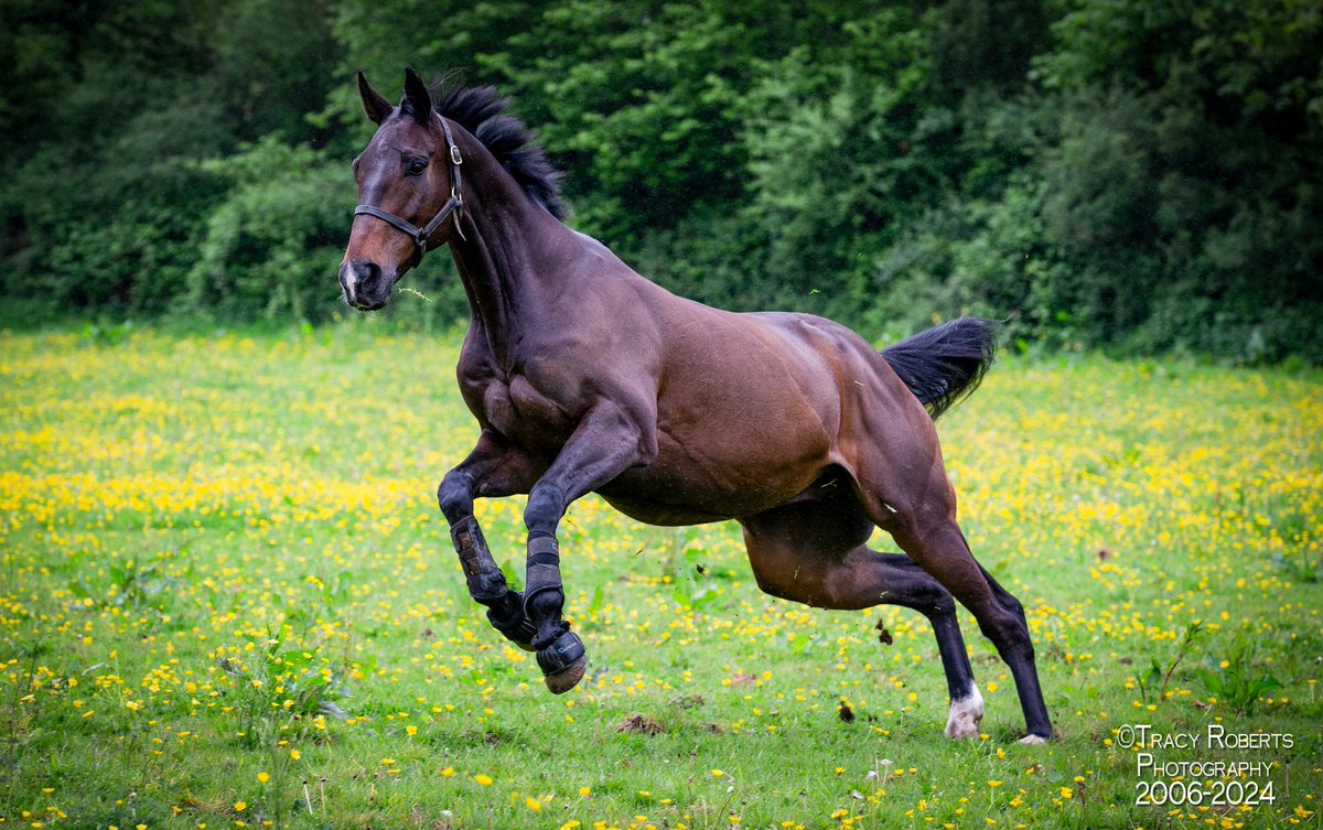 TurfPix's tweet image. FRODON living the life on Dartmoor Devon. Thanks to @FrostRacingClub for everything today. @PFNicholls @RacingPost @itvracing @horseandhound @DevonLife 
#frodonfanclub