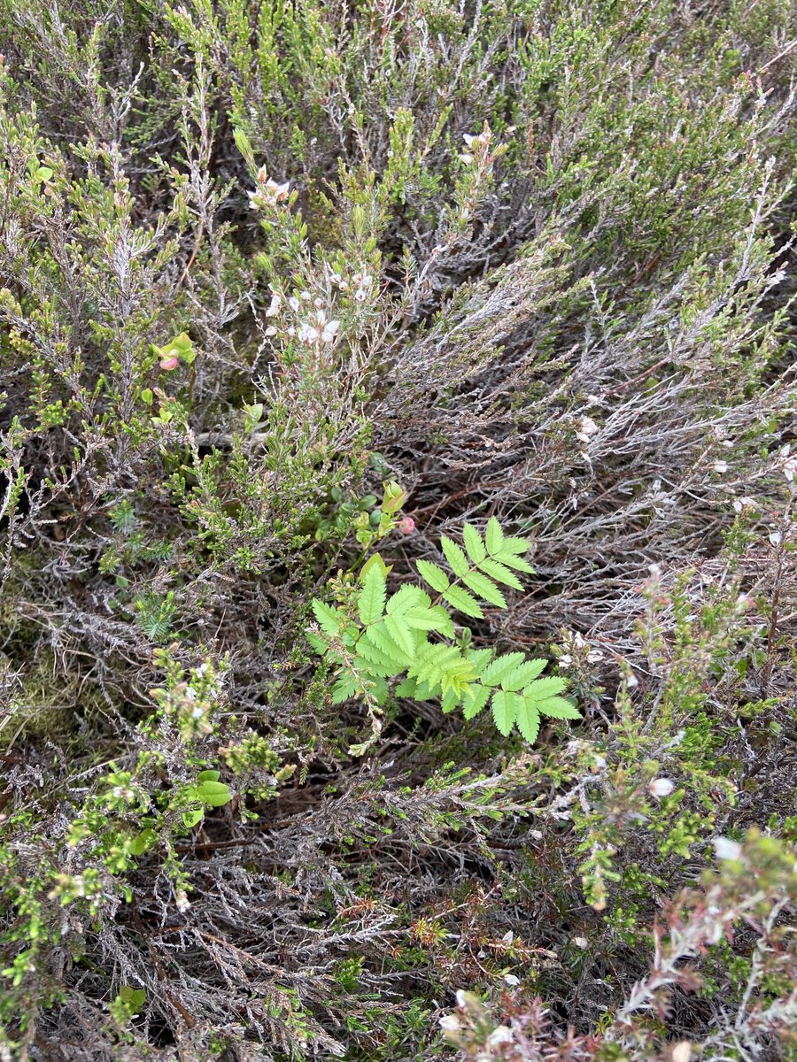 Natural birch & rowan regeneration, Glen Prosen. #Angus #wildflowerhour