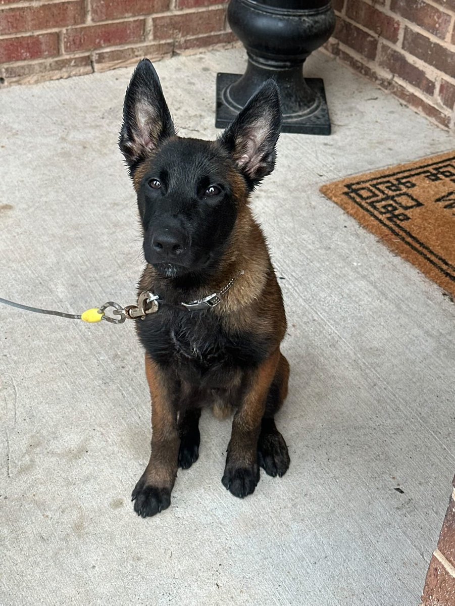 My friend just sent me a text saying this beautiful Malinois puppy needs a home. Please dm me if you’re interested He is in Houston.