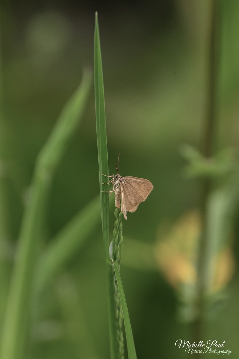 This tiny moth (Drab Looper?) was perched delicately on a blade of grass. Beauty can be seen anywhere, so look closely the next time you're walking through the grass ☺️🧡