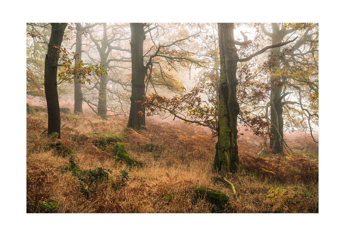 A favorite patch of woodland, always difficult to get the colour balance right, but the trees sit nicely. Autumn 22