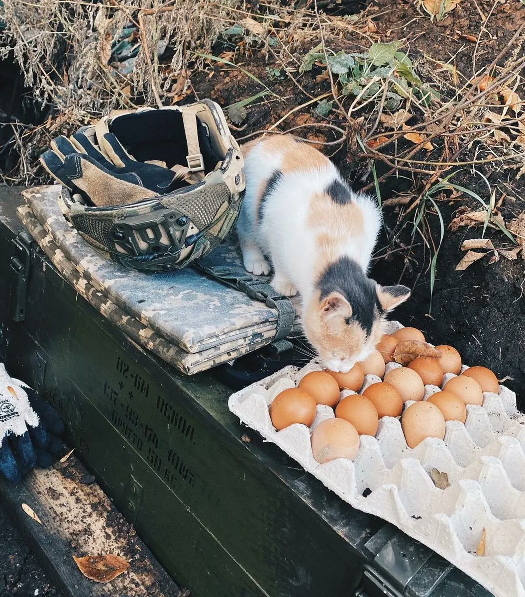 Indeed her trust is commendable,  very brave cat, who have the perfect name for this buddy? 
#CatRescue #FelineHope #UkraineCares #PawsForUkraine #RescueAndRebuild #SupportingStrays #HeartsForUkraine #CompassionForCats FurryFriendsOfUkraine