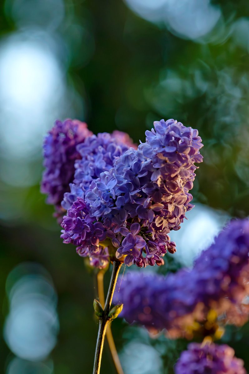 EB_Bob's tweet image. Lilacs at sunset. #EastBay #Mayflowers