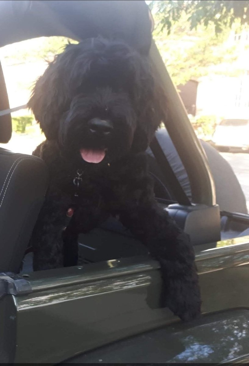 The Jeep's not gonna drive itself, Dad...let's go!! 

#Jeeplife  #Waterdogs #Spring