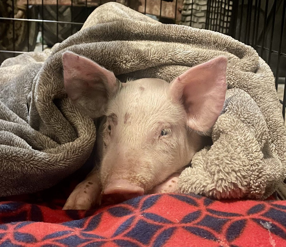 Turnpike crews have rescued many animals on the highway, but we don’t often hear stories like Romeo the pig. Find out how Robert Sharpe of New Cumberland Maintenance, Speranza Animal Rescue and the @AdamsCountySPCA helped him find a new home: paturnpike.com/news/stories-f…