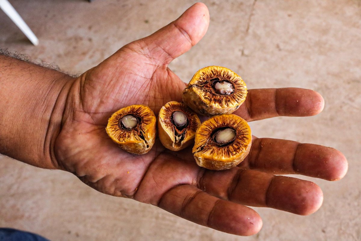 Superfoods, Supermarkets, Superpowers.

See how @GEF_SGP is working with partners, like @CentralCerrado to bring the beauty of Brazilian #biodiversity to supermarket shelves

▶️ow.ly/uRhF50QAS5s 

#LocalAction #ForPeopleForPlanet #HealthyPeopleHealthyPlanet