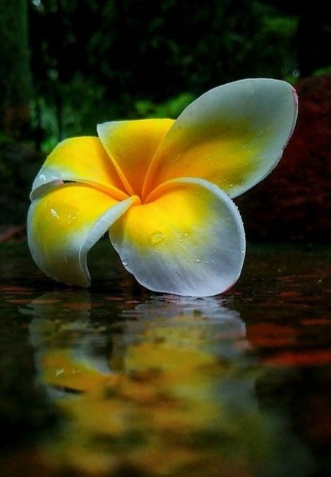 in her distant memories
twisted frangipani trees
offer dark green foliage
nestled in midsummer extasy
no, she can't ever forget
5 star-shaped petals
infused with
vanilla-almond-like scent
the light yellow ghosts of years
with hearts distilled
from sweet frangipani trees

#inkMine