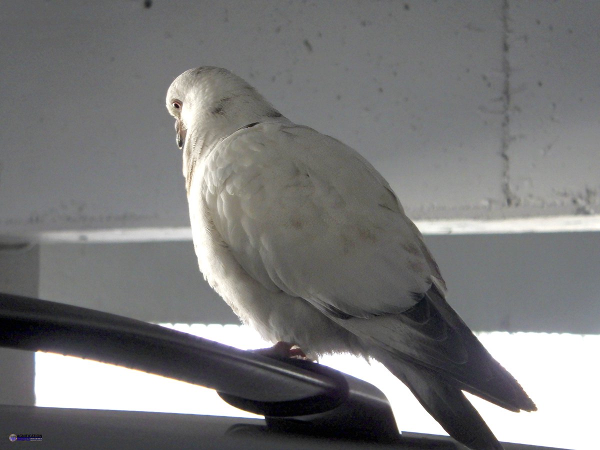 The beautiful Ice pigeon is very calm and gentle, and explains why it posed for a shot . It is very good for exhibition and ornamental purpose. And also very good  for raising as pets. Taken in a multi level parkade.

#NaturePhotography #wildlifephotography #birds #BirdsOfTwitter