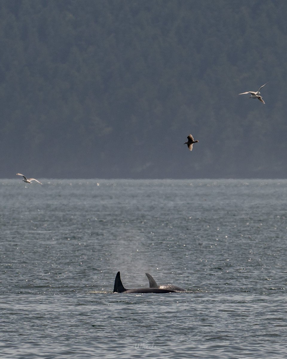 This just happened 😮 
A pod of Orcas near James Island and Rosario Strait.. I love seeing these beautiful animals in the San Juans  #wawx #pnw
