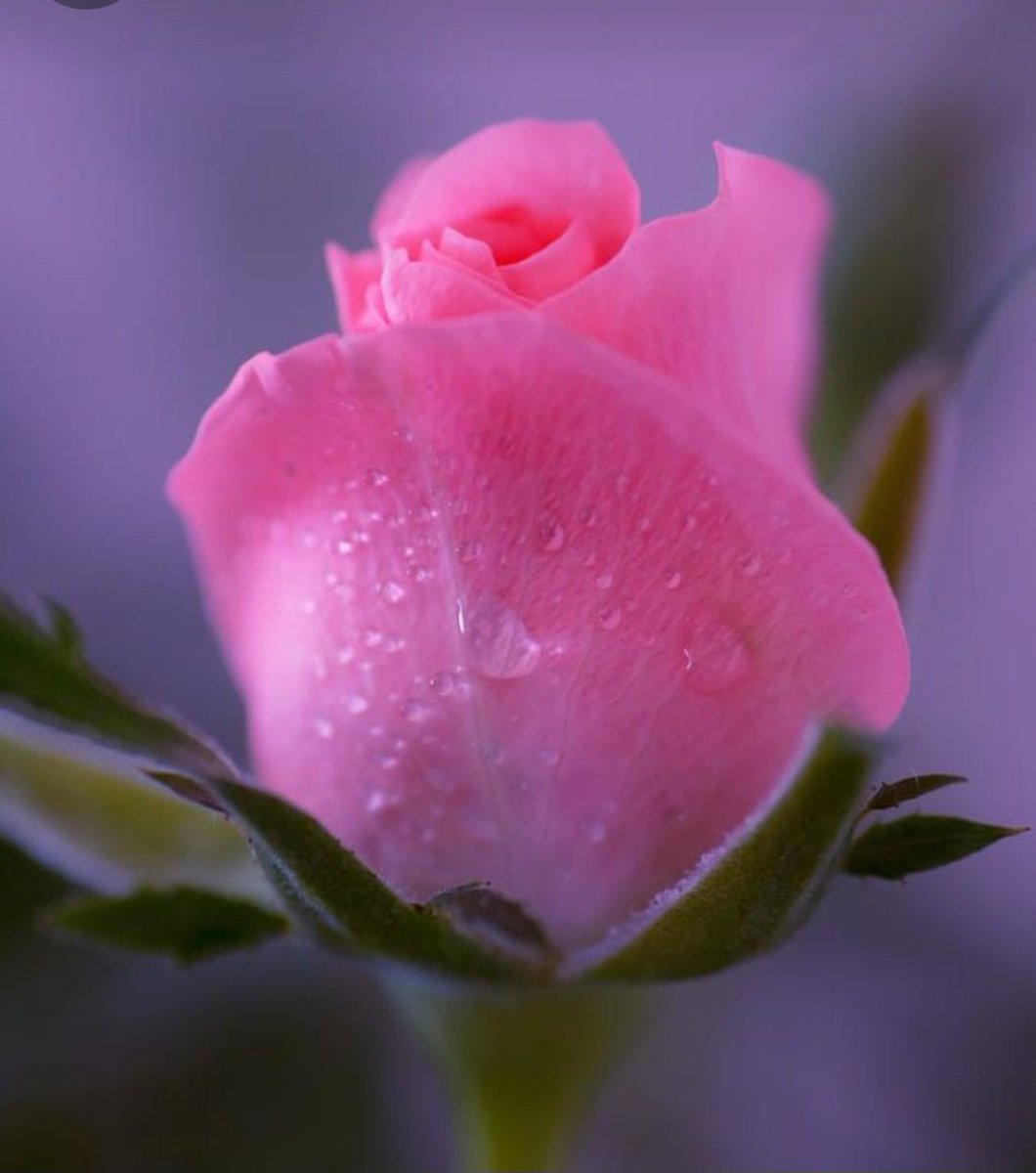 Wednesday rose
💕🕊️💕🕊️💕🕊️💕🕊️💕🕊️💕🕊️💕