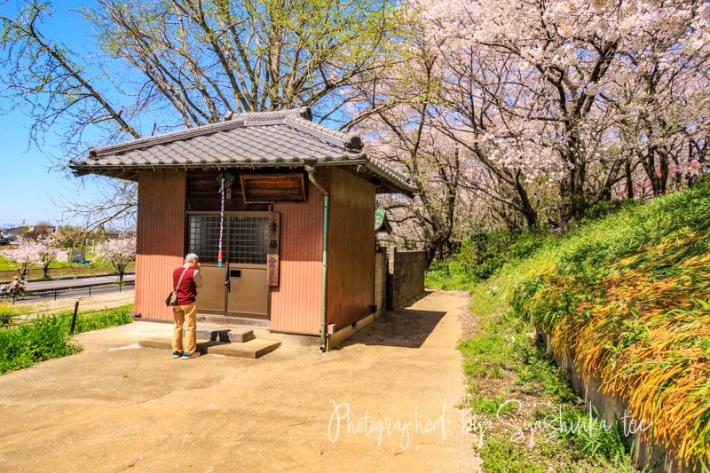 Syashinka_tee's tweet photo. 「VISITORS - SATTE GONGENDO PARK -」Chapter 11（23/30）

❇2024年撮影　Photographed on 2024.

#幸手市 #埼玉県 #権現堂 #桜 #sakura #サクラ #菜の花 #旅 #スナップ #g5xmarkii

https://t.co/j9qvY4liKkからバックナンバーご覧頂けます　→　https://t.co/DdL2RaHYeO https://t.co/mp7TbrM8m3