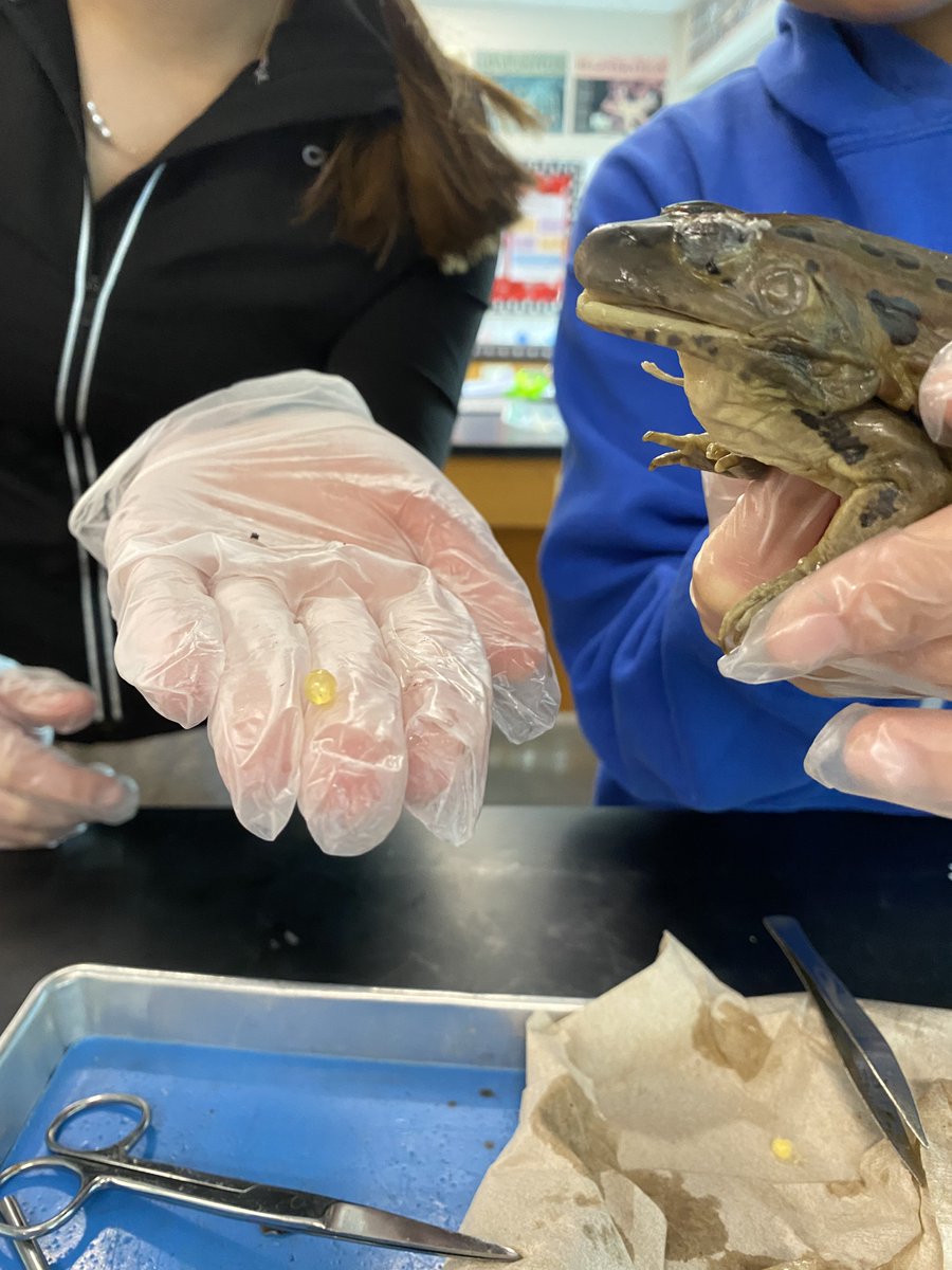 I had some curious girls today who took our frog dissection to new limits! Jenna removed the heart and Gabby and Courtney removed the lens from the eye. I love the curiosity, ladies!