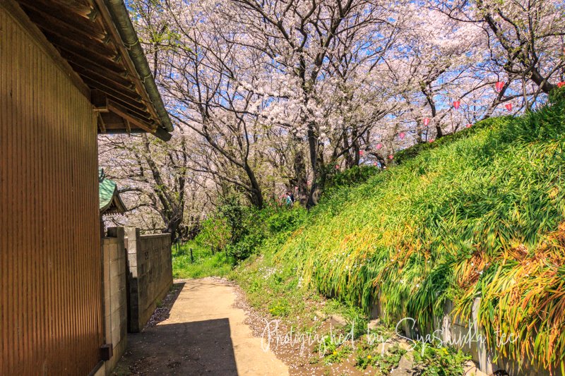 Syashinka_tee's tweet photo. 「VISITORS - SATTE GONGENDO PARK -」Chapter 11(29/30)
❇2024年撮影 Photographed on 2024.
#幸手市 #埼玉県 #権現堂 #桜 #sakura #サクラ #菜の花 #旅 #スナップ #g5xmarkii
https://t.co/j9qvY4liKkからバックナンバーご覧頂けます → https://t.co/DdL2RaHYeO https://t.co/SP9Ym7oFBC