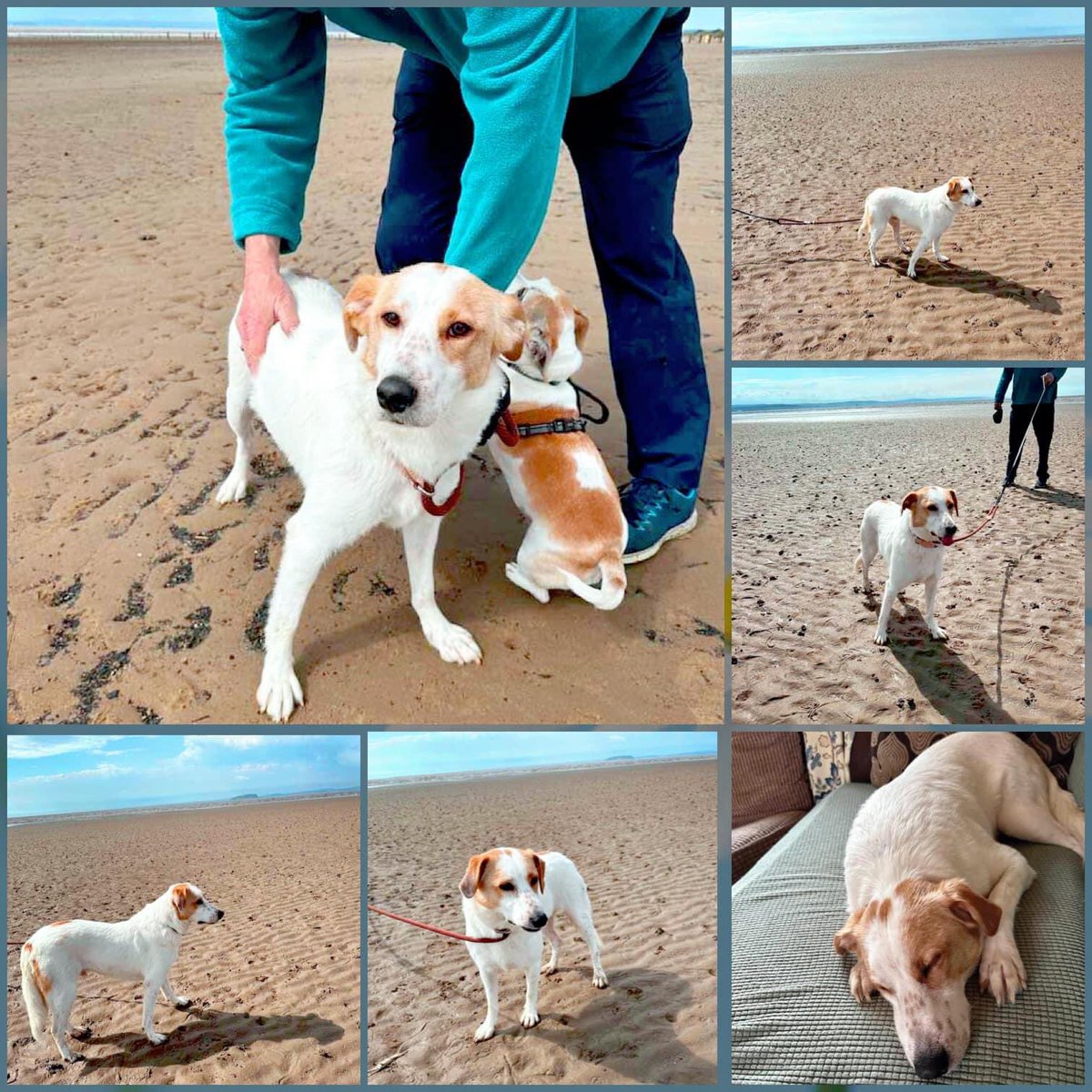 Fabulous update about ISAAC ♥️

“Issac enjoying his first trip to the seaside, he had a wonderful time & as you can see he needed a doggie nap afterwards, 🐶❤️💤

Thank you for sharing our dogs 🐶

#rehomehour #k9hour #teamzay #AdoptDontShop