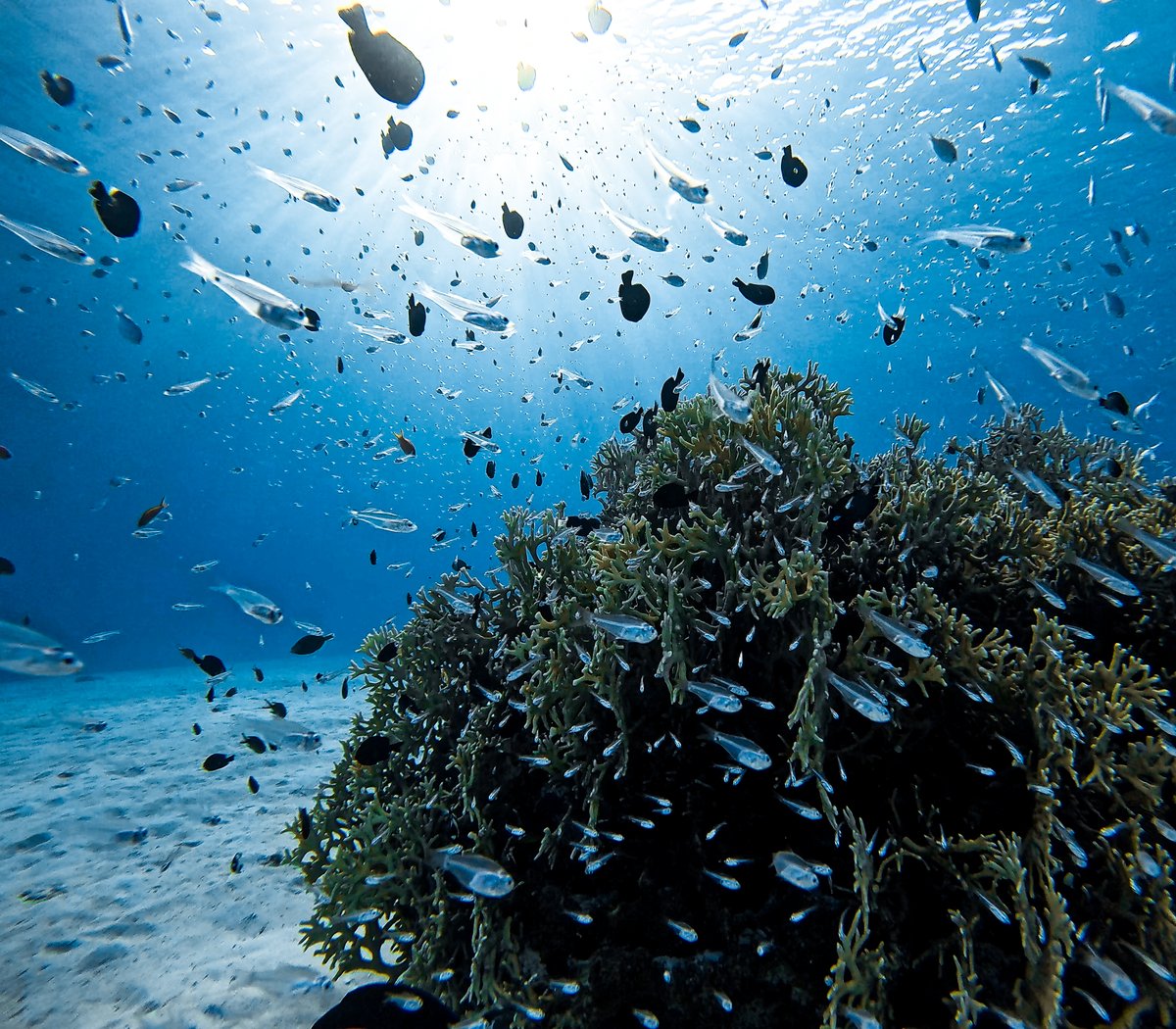 Photo of the Day: Reef rush hour 🚦 Captured in the clear waters of Okinawa on #GoProHERO12 Black by Subscriber Kana Tamaki for a $500 GoPro Award.

#ProTip: Your HERO12 Black is waterproof to 33ft (10m) straight out of the box, no housing required.

#GoPro #Diving #Freediving