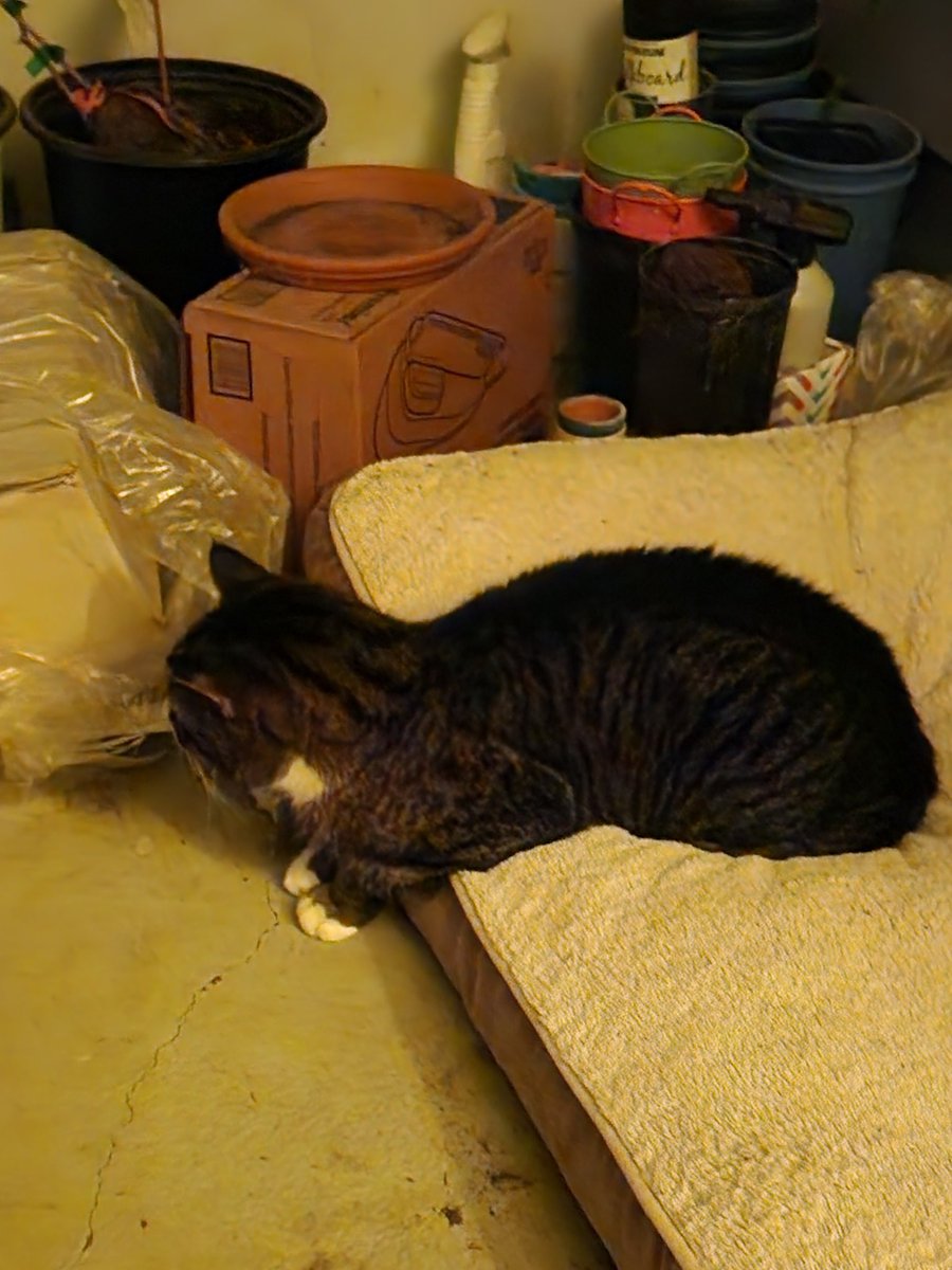 Vbabe5's tweet photo. Cute cat pic of the day, Squirt turning into a munchkin in order to properly hunt creepy crawlies https://t.co/M88qXGDZcU
