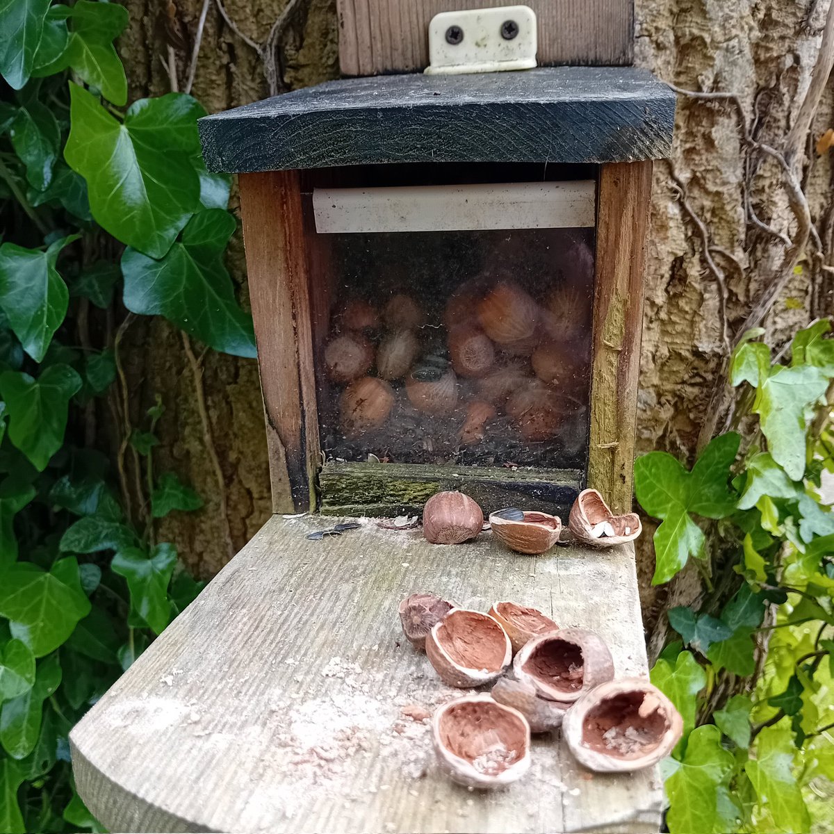 Some very hungry red squirrels around here just now.