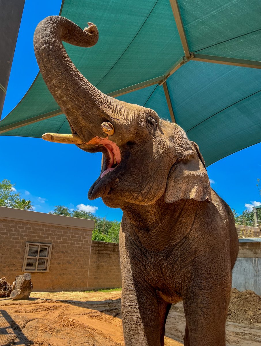 Welcome home, Chuck! Our elephant herd has gained 9,500 pounds as we welcome our newest arrival, Chuck. He’s a 15-year-old male who recently moved to the Bayou City from @DenverZoo. (1/2)