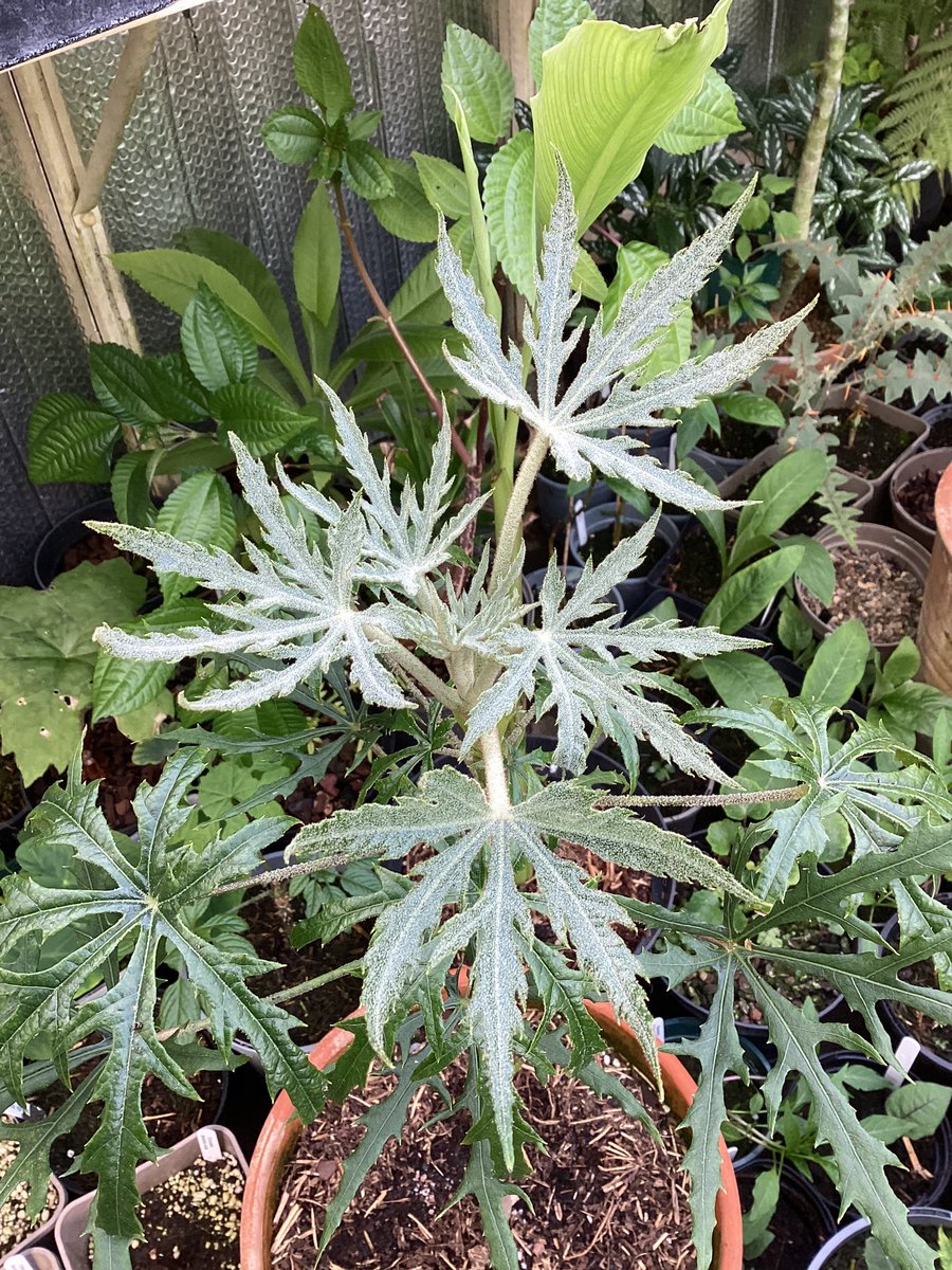 The new growth is just stunning on our seed grown Oreopanax, (sown as O.niger ) but highly unlikely with such fine cut leaves 🌿