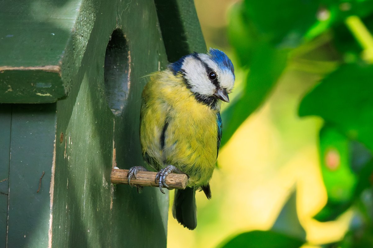 🐦Blue tit (Cyanistes caeruleus) #BirdsOfTwitter #BirdsSeenIn2024 #TwitterNatureCommunity #wildgarden #springwatch #birdwatching #canoneosr7📷bit.ly/3w2j0Tm