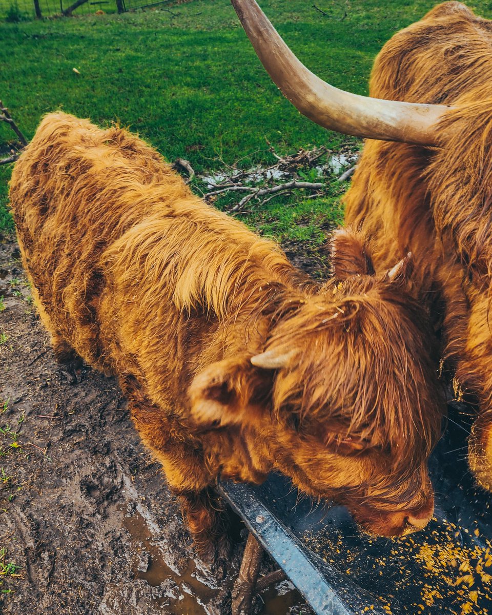 Max loves himself some feed!
.
.
.
.
#scottishhighlandcattle #scottishhighlands #scottishfold #photooftheday #photography #nature #animalphotography #farmanimals #love #countryside #lifeonthefarm #canon #canonphotography #animals #sunset @CanonUSA