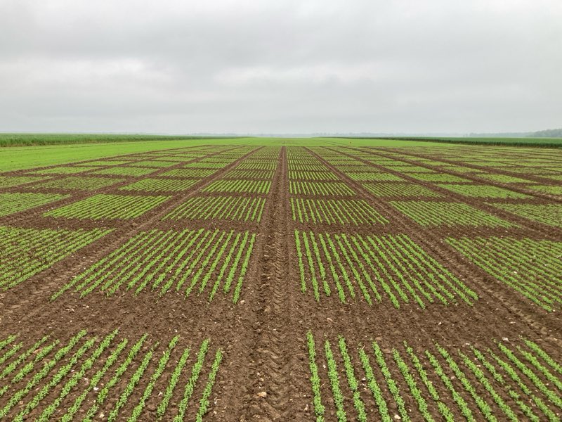 benoit_nmd's tweet image. De très belles levées sur nos plate-forme de recherche #linfibre @ArvalisHdF