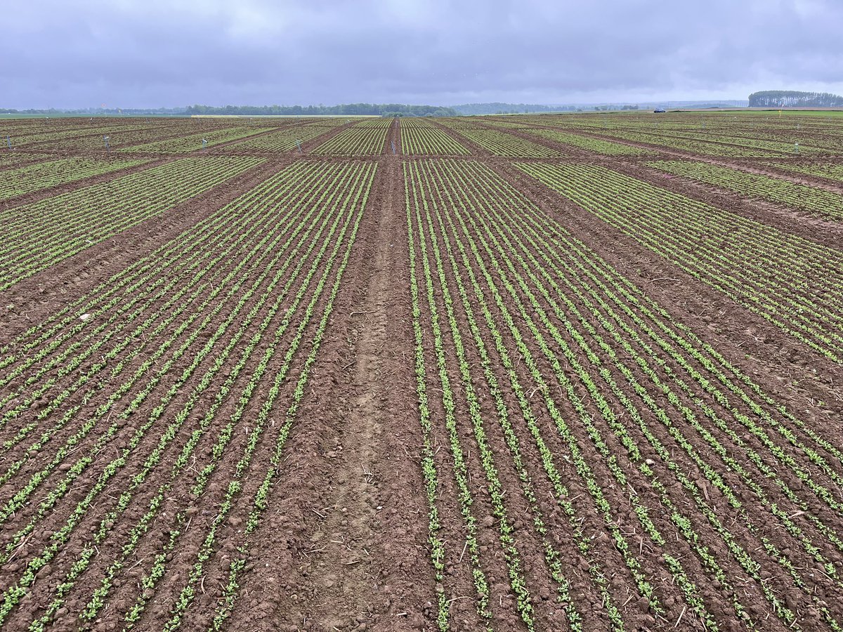 benoit_nmd's tweet image. De très belles levées sur nos plate-forme de recherche #linfibre @ArvalisHdF