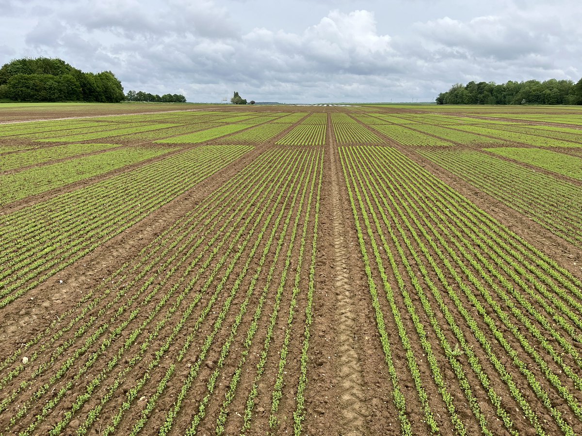 benoit_nmd's tweet image. De très belles levées sur nos plate-forme de recherche #linfibre @ArvalisHdF