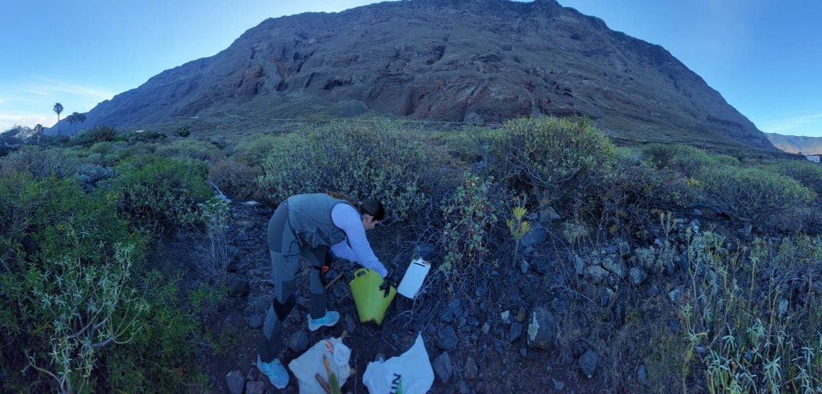 Terminamos la campaña de El Hierro de #SOILInvaders cansados pero muy contentos y orgullosos del trabajo realizado🎉. Ahora toca seguir trabajando para aportar nuestro granito de arena en la caracterización de la mesofauna edáfica de nuestras islas 💪🏼⛏️✨