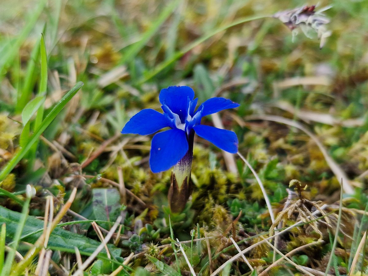 The stunning Spring Gentian, what an amazing colour for #wildflowerhour