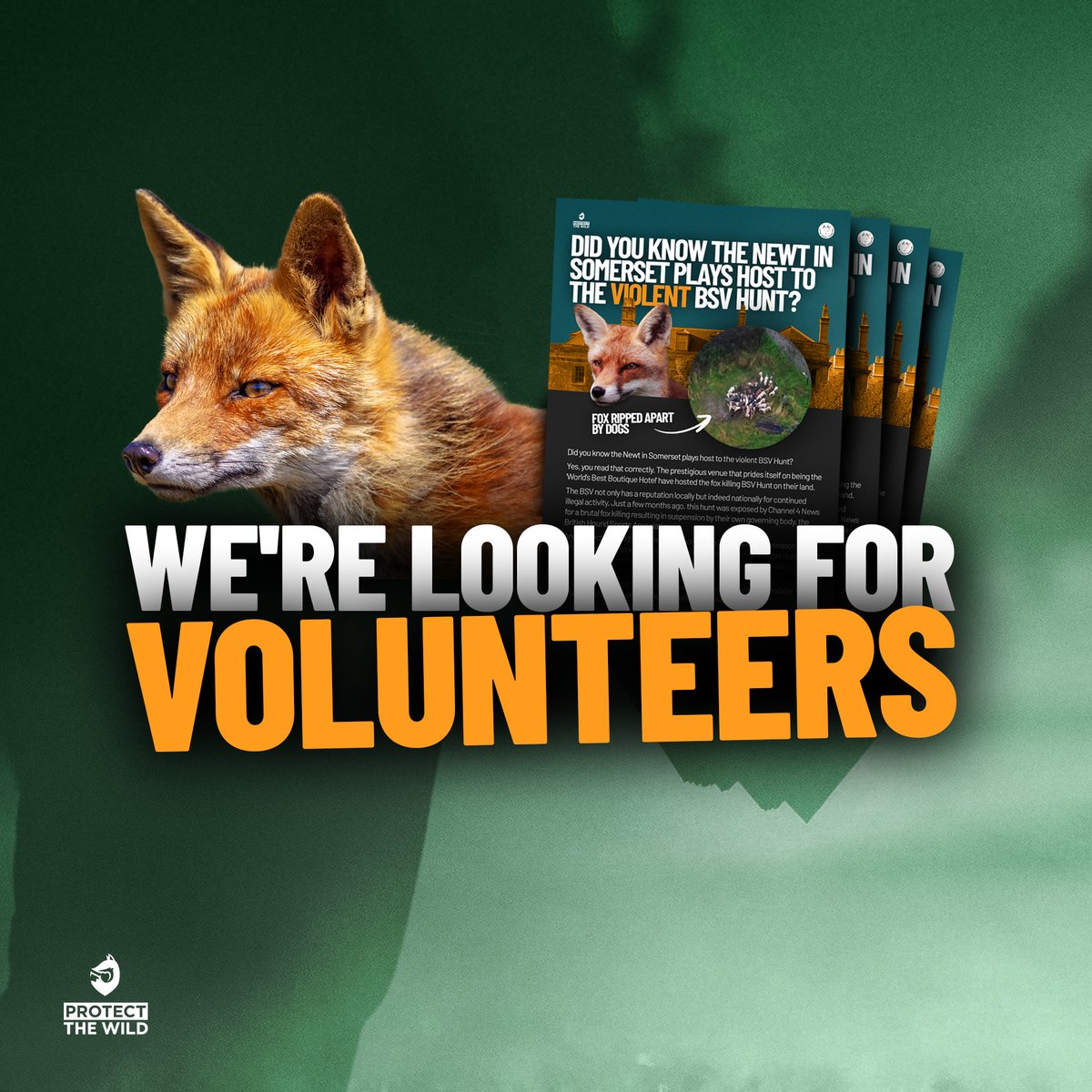 WE NEED VOLUNTEERS! As part of our campaign asking @thenewtsomerset to stop allowing the fox killing BSV Hunt on their land, we will be producing tens of thousands of leaflets to distribute in Somerset. So if you are reading this and you are wanting to get more involved with