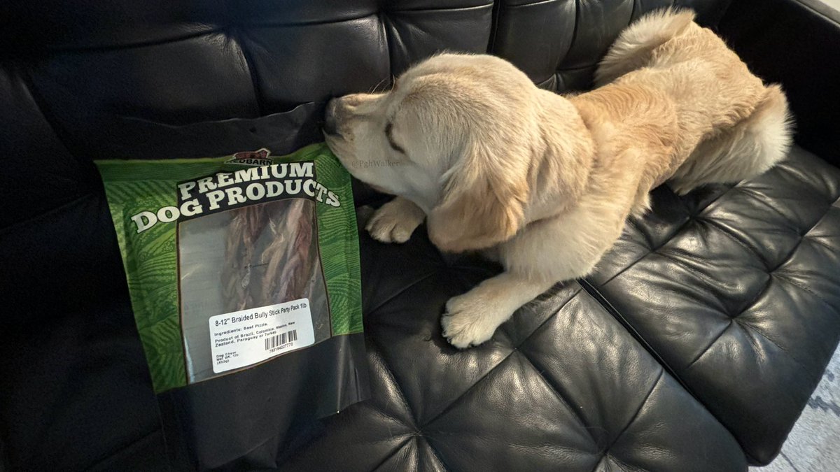 I got my brand-new @redbarninc bully sticks and I CANNOT wait to eat all of them at the same time!

#DogsOfTwitter #GoldenRetrievers