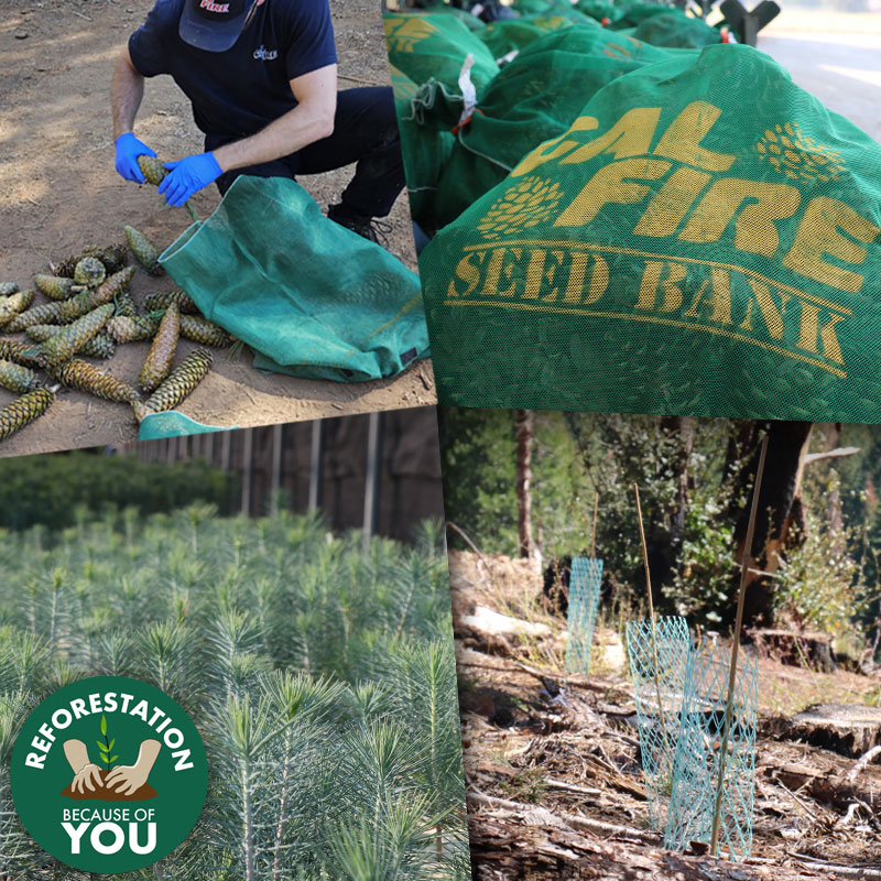 Private landowner? Join our Reforestation Because of You campaign! Allow CAL FIRE access for cone surveying to combat wildfires, drought, and more. Help gather crucial seeds. Learn more at tinyurl.com/CALFIRERBOY.