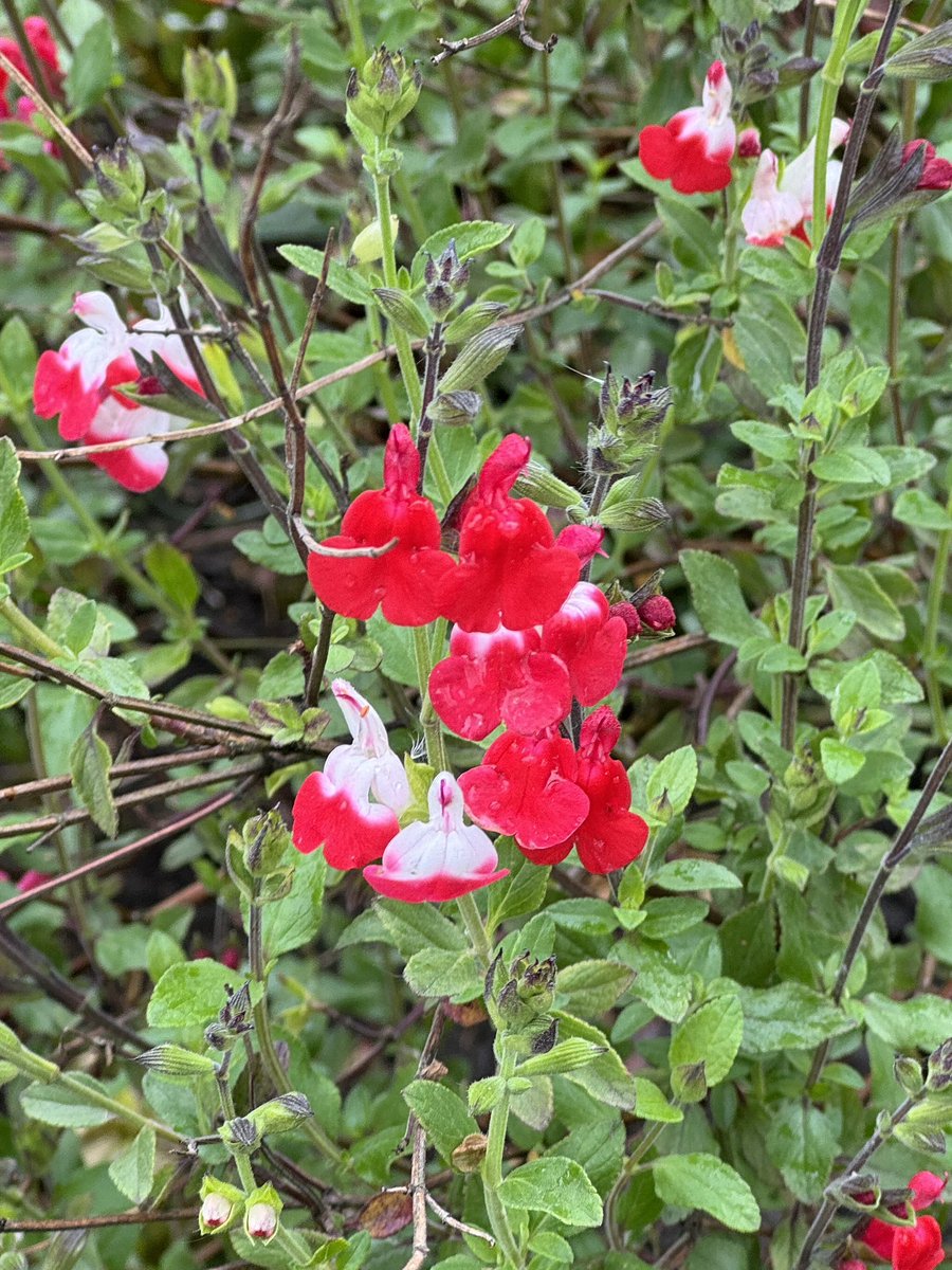 First flowers of Salvia × jamensis 'Hot Lips'. #GardeningTwitter #GardeningX #salvia