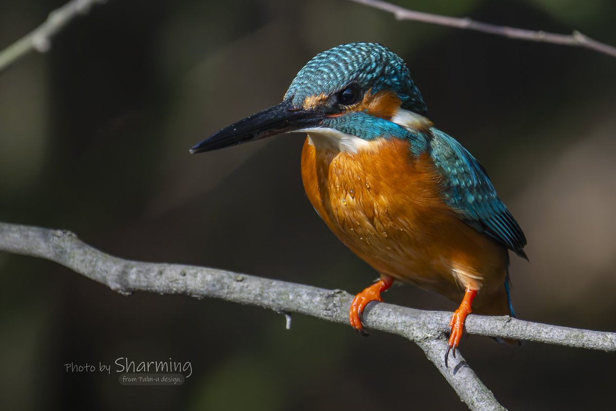 おはようございます！😁 #カワセミ #Kingfisher #α1 #SEL100400GM #SEL20TC #Sony