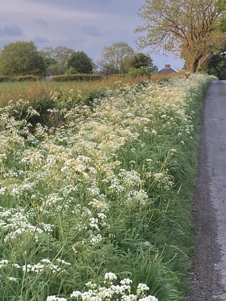 Why #NoMowMay24 is so important wonderful frothy Cow Parsley (Anthriscus sylvestris) in the verges of Cumberhills Road Derbyshire ⁦@DerbysWildlife⁩ ⁦@DerbysWildlife⁩ ⁦@Derbyshirecc⁩ ⁦@Love_plants⁩ ⁦@wildflower_hour⁩