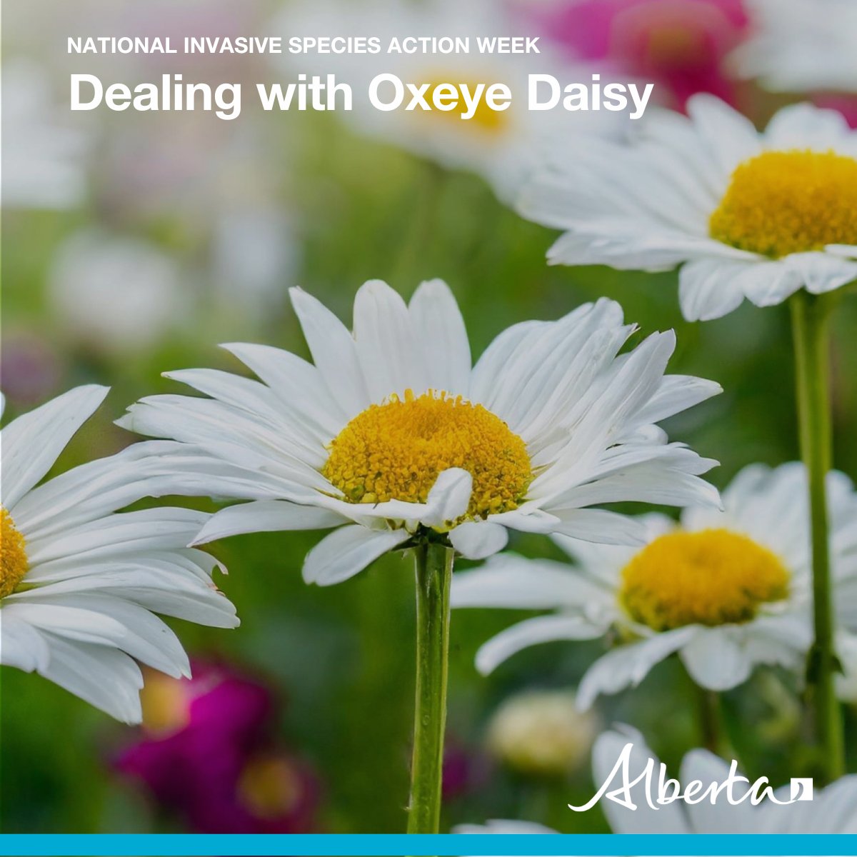 The Oxeye Daisy may look like a pretty wildflower, but it’s an aggressive invader of Alberta pastures and rangelands.

Its biggest impact is on cattle grazing. Cows avoid this flower, so pastures infested with dense Oxeye will decrease forage available for grazing.

#abag #NISAW